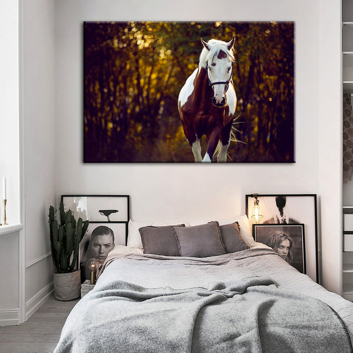 Courtly Overo Horse - Canvas Wall Art Painting
