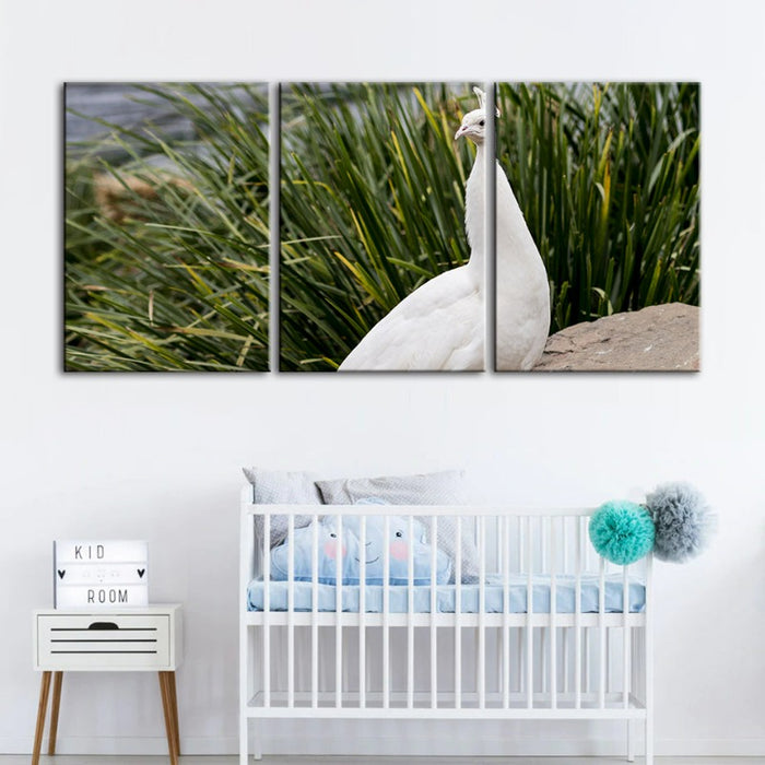 Regal Albino Peacock-Canvas Wall Art Painting 3 Pieces