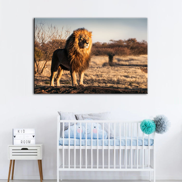 Majestic Lion Bathed In Sunlight - Canvas Wall Art Painting