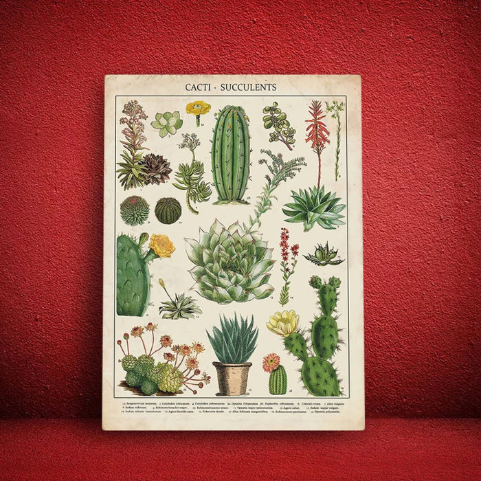 Cacti Plants - Canvas Wall Art Painting