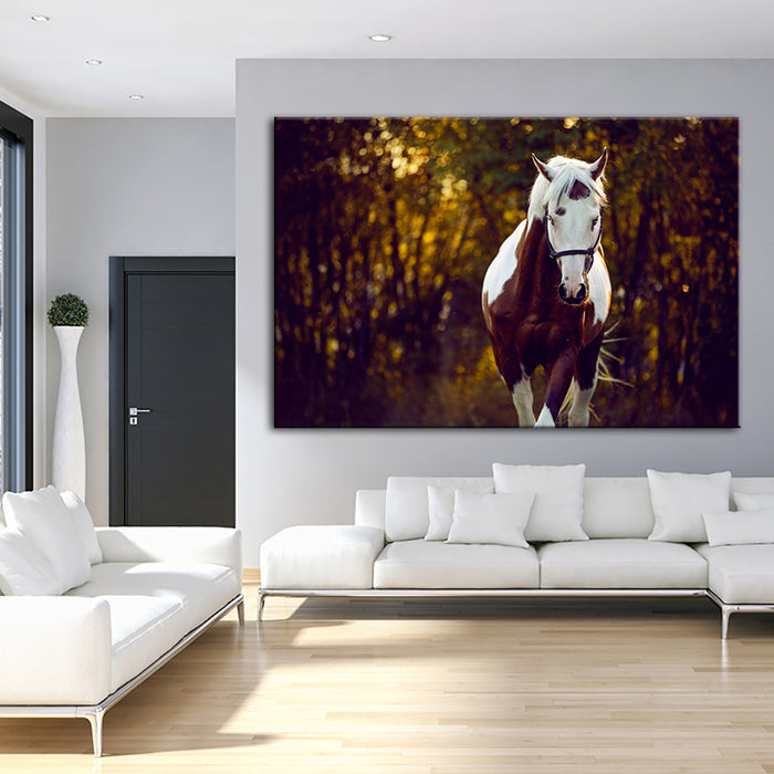 Courtly Overo Horse - Canvas Wall Art Painting