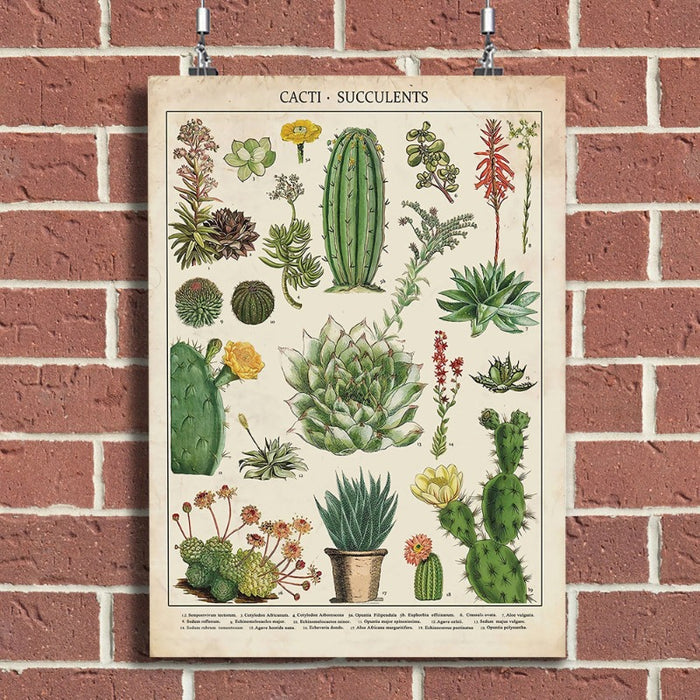 Cacti Plants - Canvas Wall Art Painting