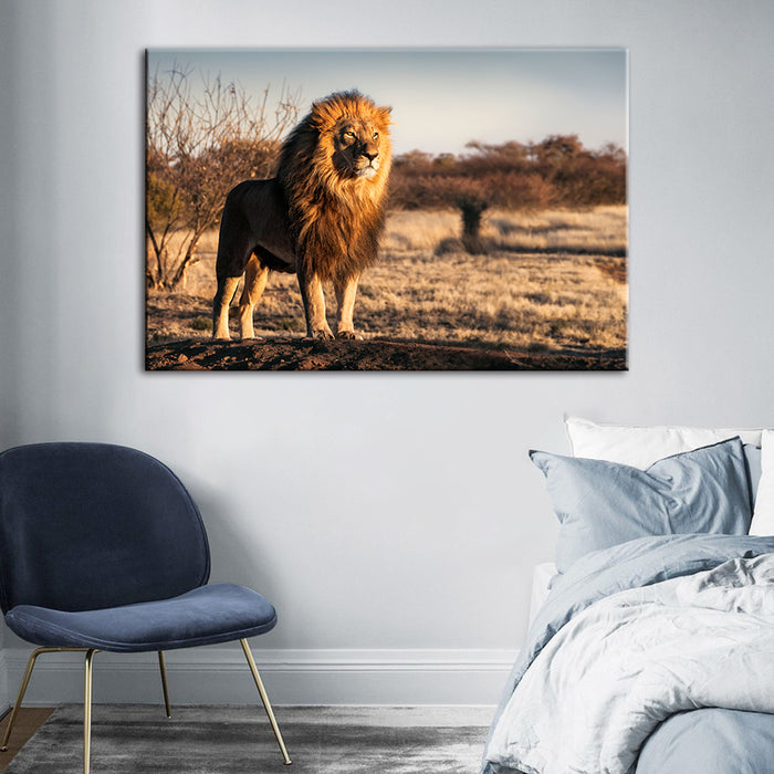 Majestic Lion Bathed In Sunlight - Canvas Wall Art Painting