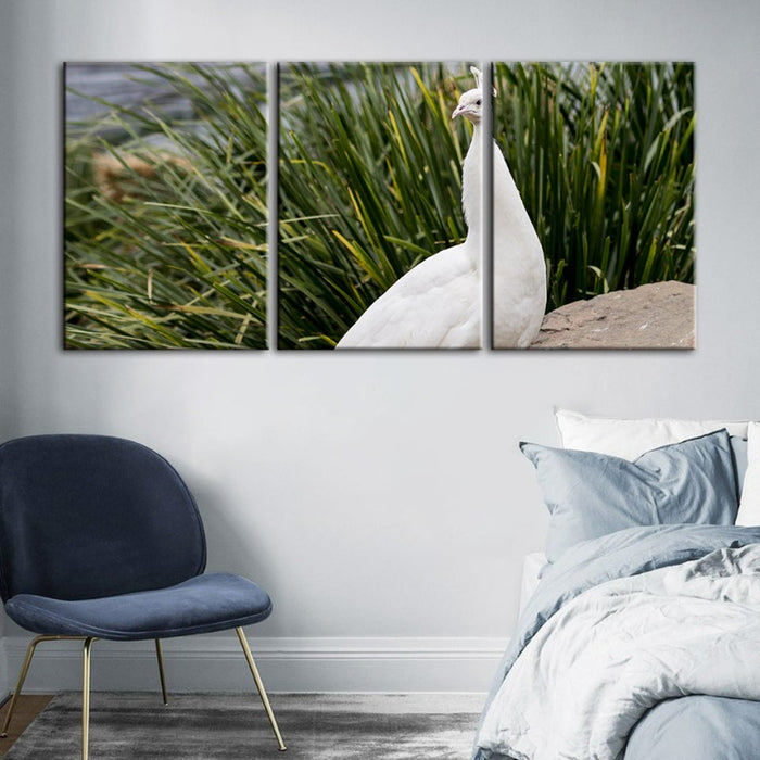 Regal Albino Peacock-Canvas Wall Art Painting 3 Pieces