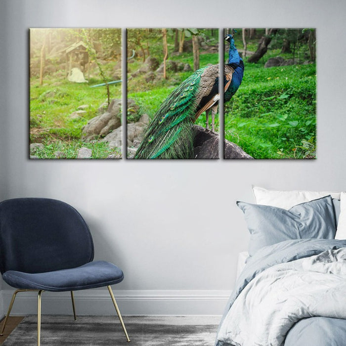 Dignified Sunlit Peacock-Canvas Wall Art Painting 3 Pieces