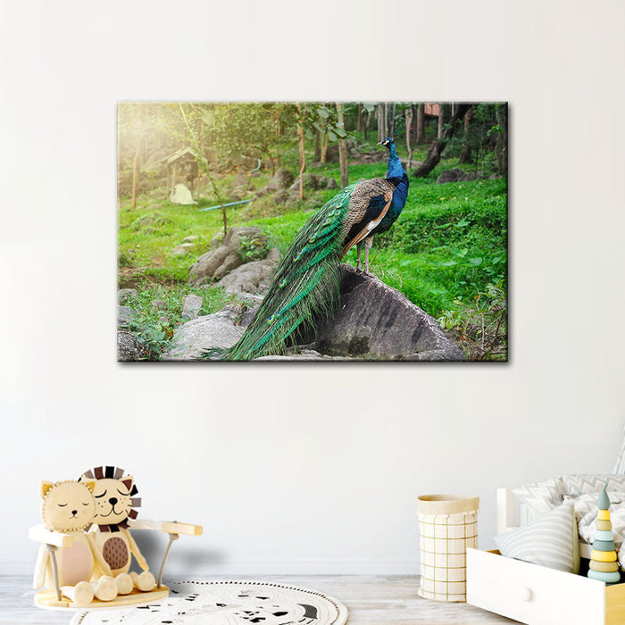 Dignified Sunlit Peacock - Canvas Wall Art Painting