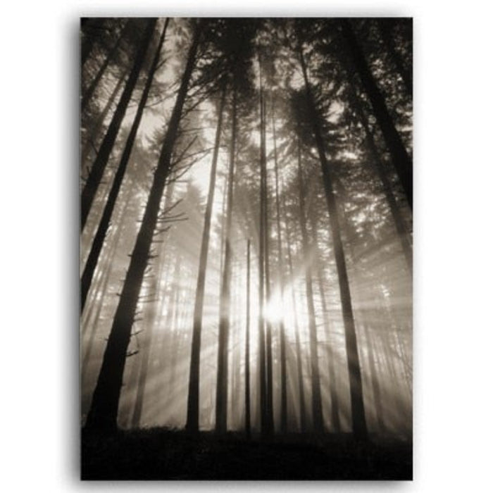 Forest Sunshine Scene  - Canvas Wall Art Painting