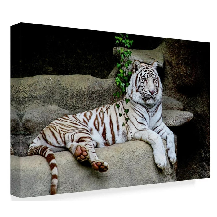 Laying White Tiger - Canvas Wall Art Painting
