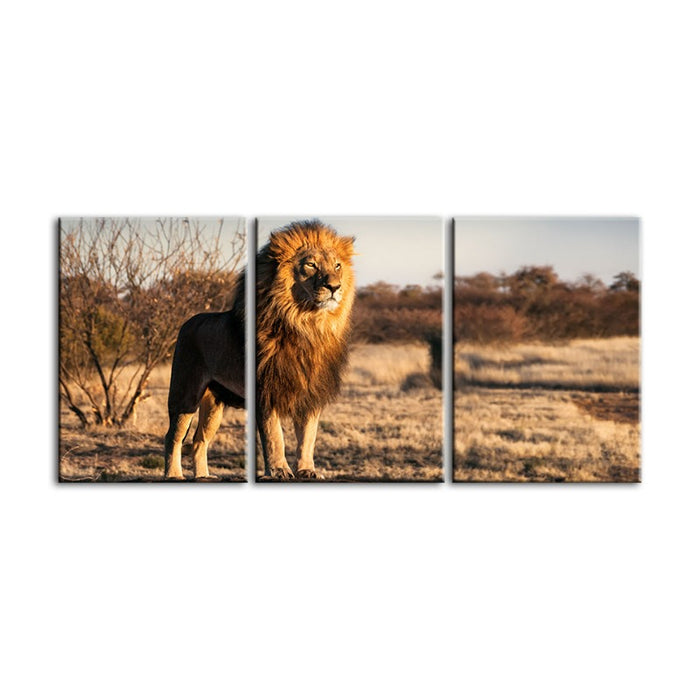 Majestic Lion Bathed In Sunlight-Canvas Wall Art Painting 3 Pieces