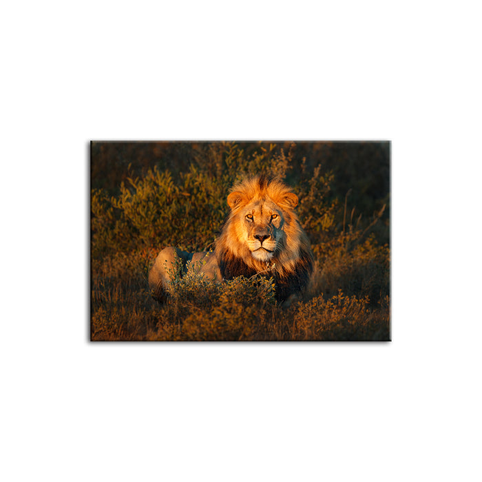 Divine Sunset Lion - Canvas Wall Art Painting