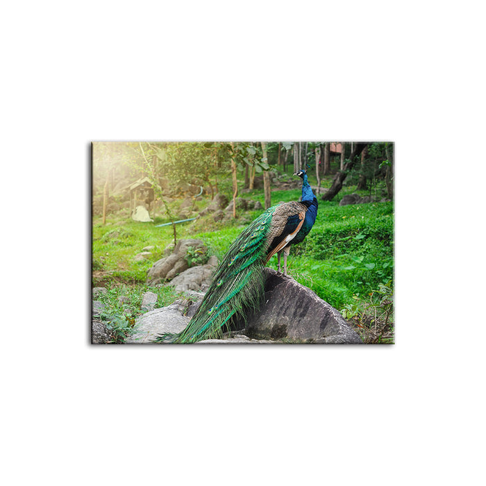 Dignified Sunlit Peacock - Canvas Wall Art Painting